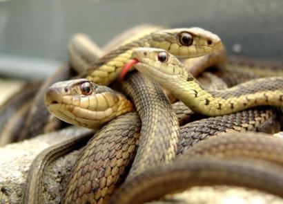 Змея: описание и характеристика
