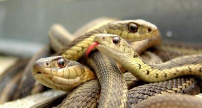 Snake: description and characteristics