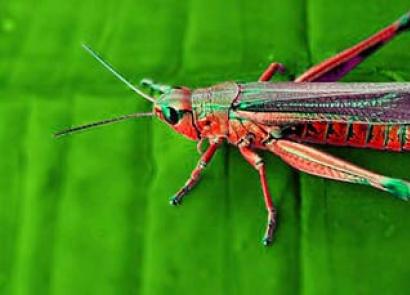 The meaning of a dream about a grasshopper Why do you dream about big grasshoppers?