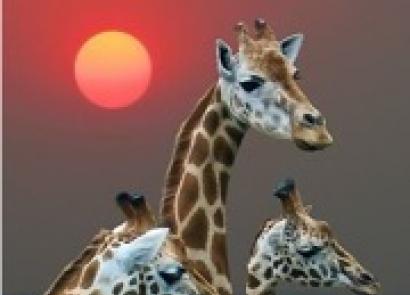 Why does a giraffe dream: a girl, a woman, a pregnant woman, a man - interpretation according to different dream books